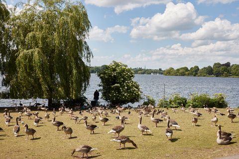 Während der Brut- und Mauserzeit halten sich viele Graugänse in Hamburg auf. (Archivbild) Foto: Georg Wendt/dpa