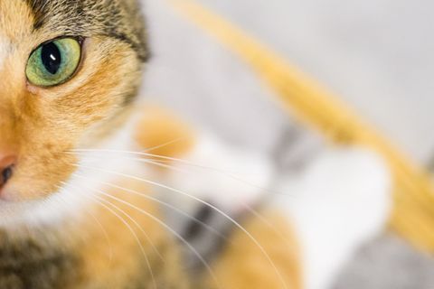 Eine der Katzen starb in der Brandwohnung. (Symbolbild) Foto: Julian Stratenschulte/dpa
