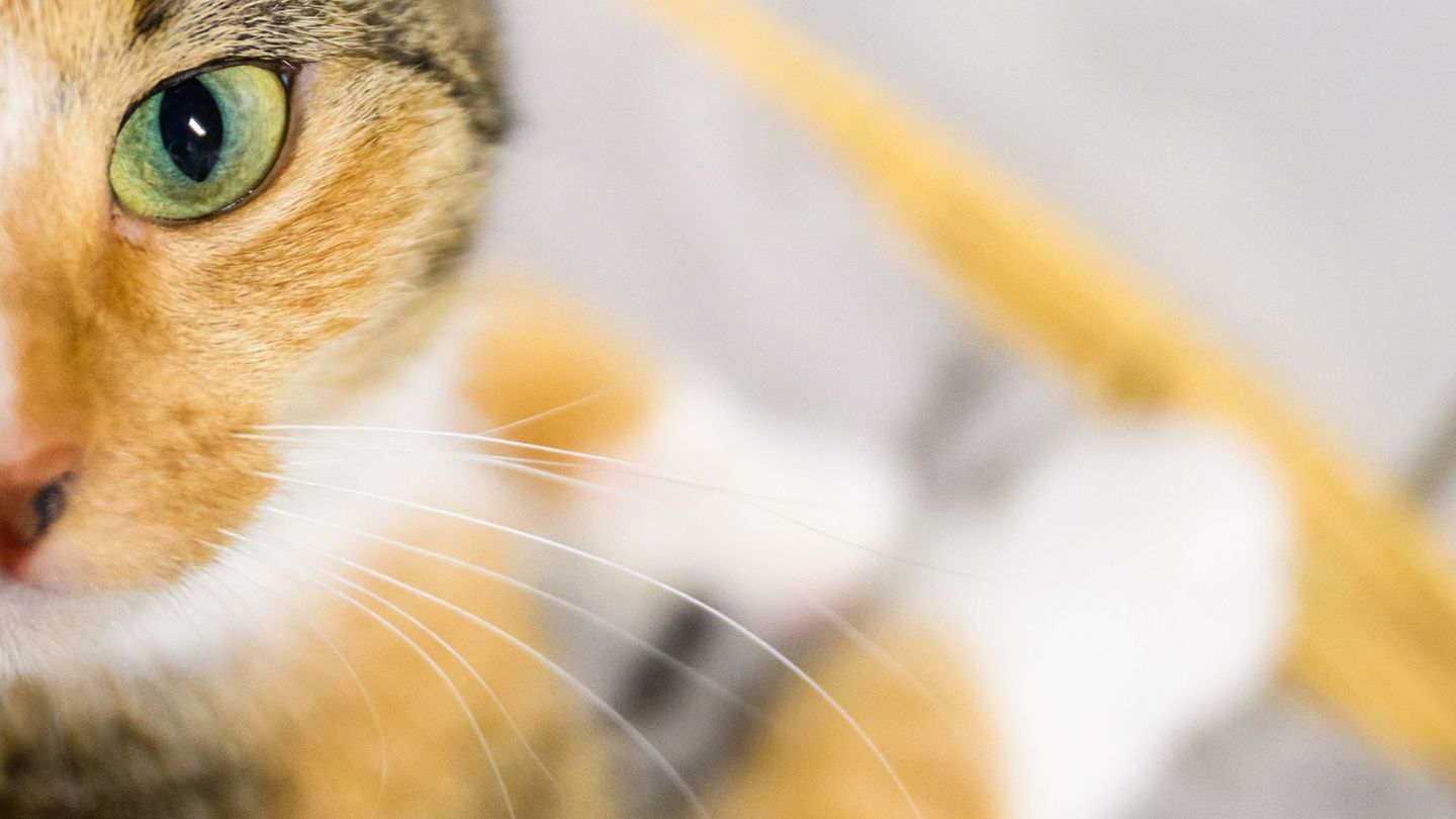 Plastikflasche fängt Feuer: Katzen schalten Herdplatten an und verursachen teuren Brand