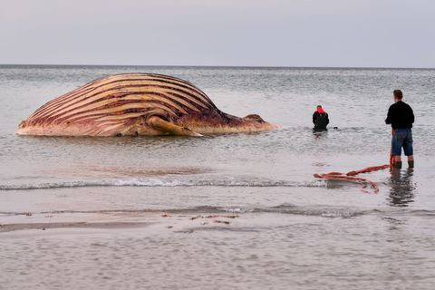 Nach Wochen des Wartens haben die Arbeiten an dem Wal-Kadaver auf der Insel Anholt begonnen. Foto: Marcus Golejewski/dpa