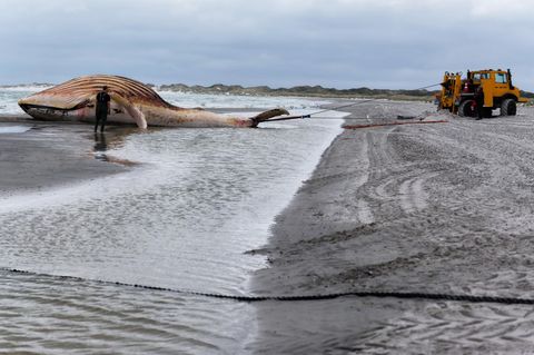 Buckelwal Timmy liegt vor Anholt (Dänemark) im flachen Wasser