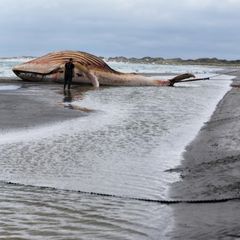 Buckelwal Timmy liegt am Strand von Anholt (Dänemark)