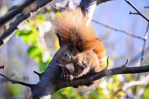 Auch das ein oder andere Eichhörnchen dürften Teilnehmer auf einer der vielen Touren entdecken. (Symbolbild) Foto: Bernd von Jut