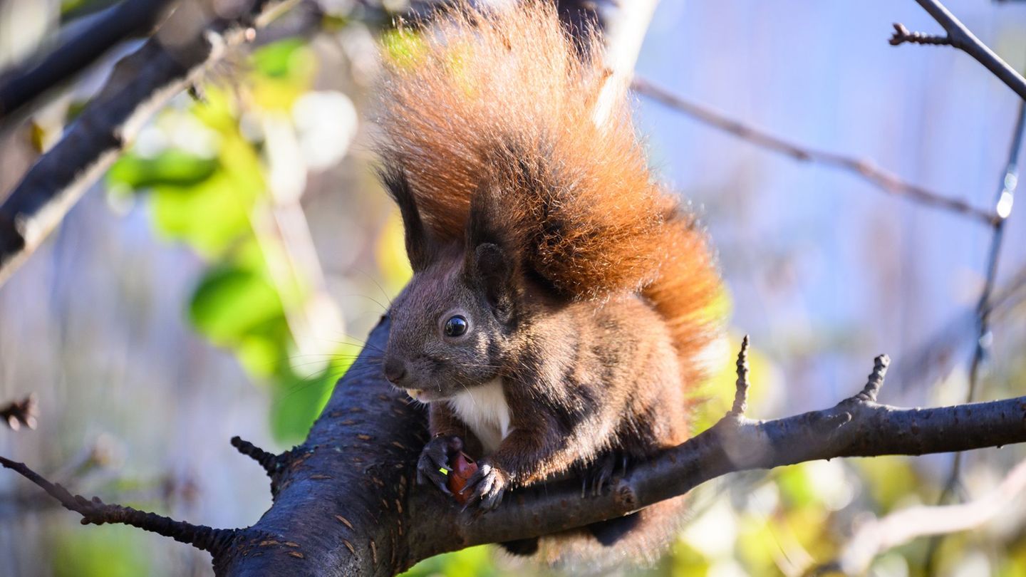 Auch das ein oder andere Eichhörnchen dürften Teilnehmer auf einer der vielen Touren entdecken. (Symbolbild) Foto: Bernd von Jut