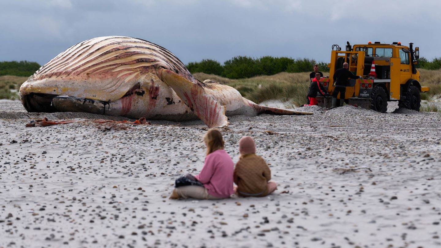 Die Bergung ist geschafft: Jetzt liegt der tote Buckelwal im Sand. Foto: Marcus Golejewski/dpa
