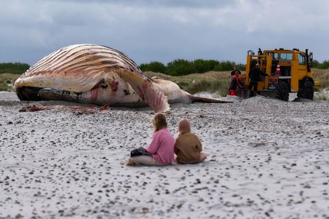 Die Bergung ist geschafft: Jetzt liegt der tote Buckelwal im Sand. Foto: Marcus Golejewski/dpa