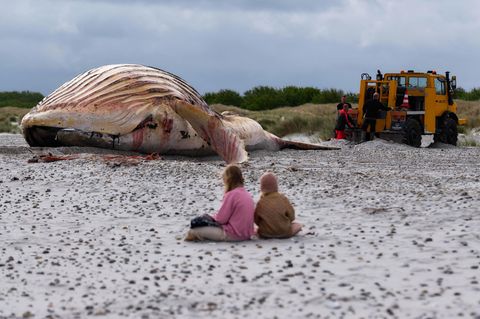 Zwei Kinder sitzen mit Abstand zum toten Buckelwal Timmy am Strand von Anholt