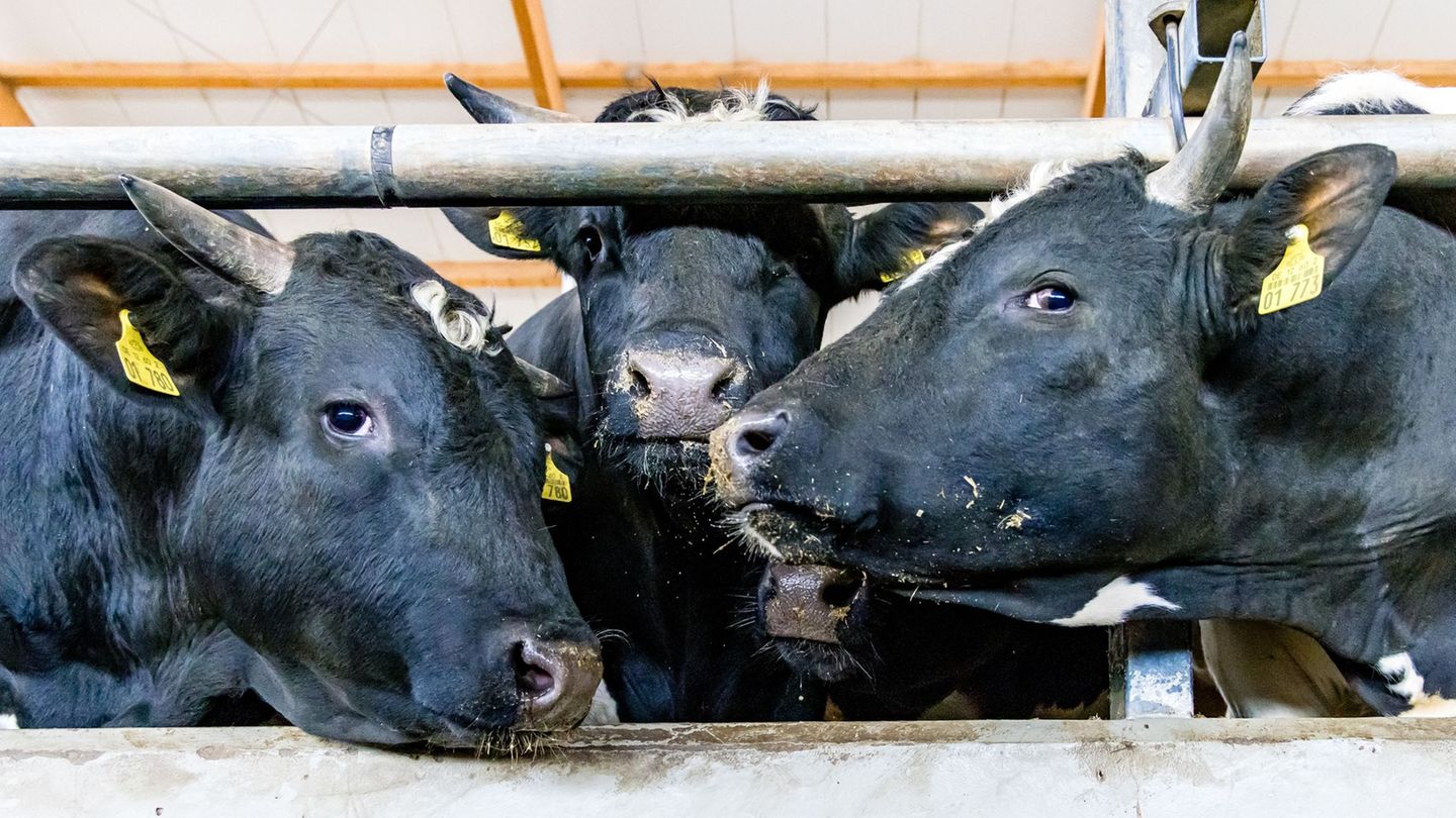 Tiertransporte im Fokus: Suche nach Viehdieben – Minister bittet Jäger um Hilfe