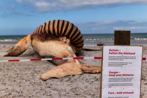 Die dänische Umweltschutzbehörde warnt auf einem Schild am Strand der dänischen Insel Anholt davor, sich dem toten Wal zu nähern