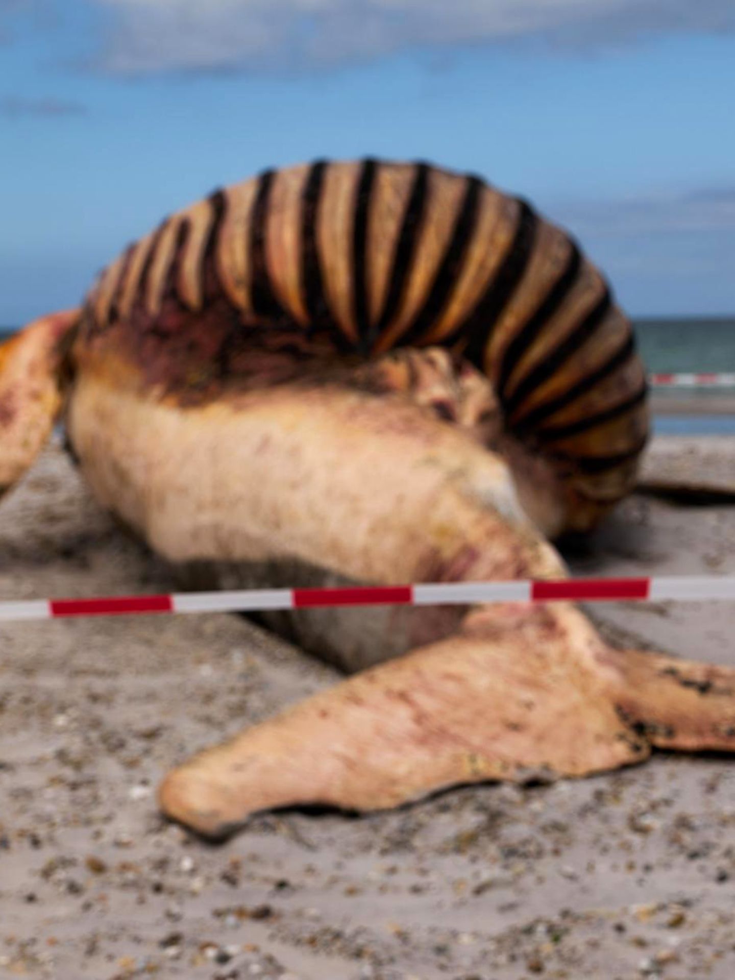 Die dänische Umweltschutzbehörde warnt auf einem Schild am Strand der dänischen Insel Anholt davor, sich dem toten Wal zu nähern