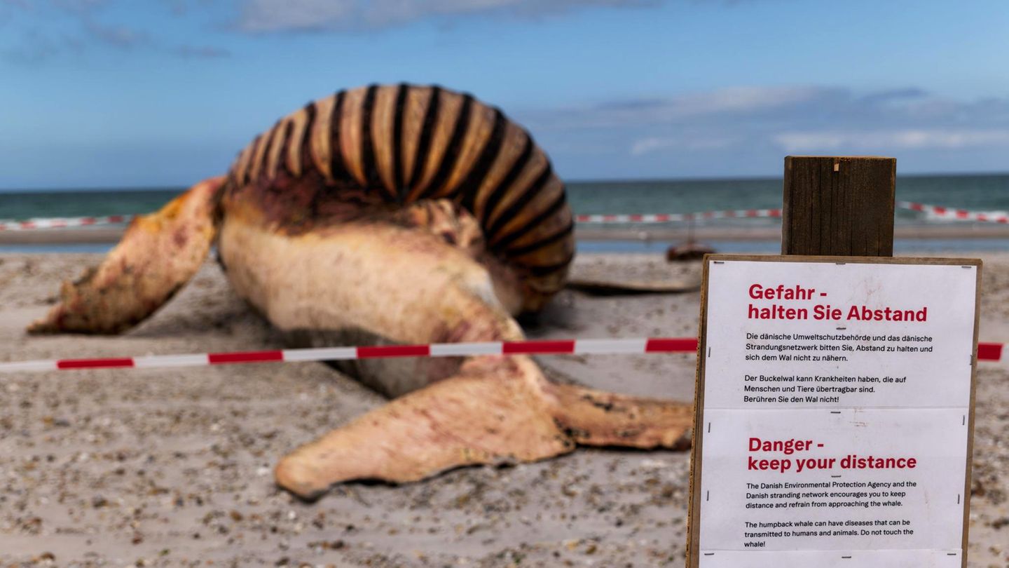 Die dänische Umweltschutzbehörde warnt auf einem Schild am Strand der dänischen Insel Anholt davor, sich dem toten Wal zu nähern