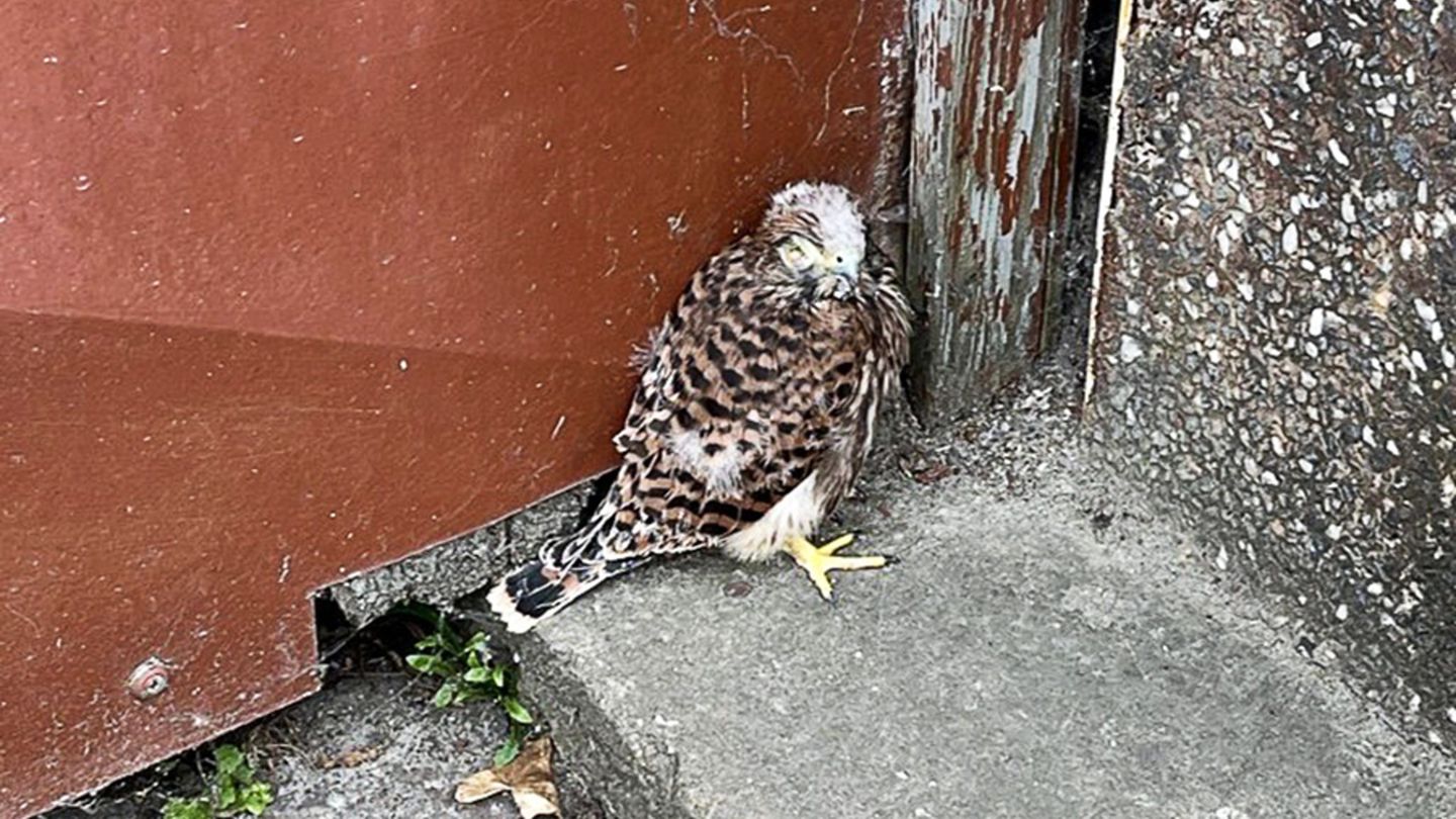 Die kleinen Turmfalken waren nach dem Sturz aus dem Netz in Gefahr, die Polizei griff ein. Foto: -/Polizeiinspektion Bad Dürkhei