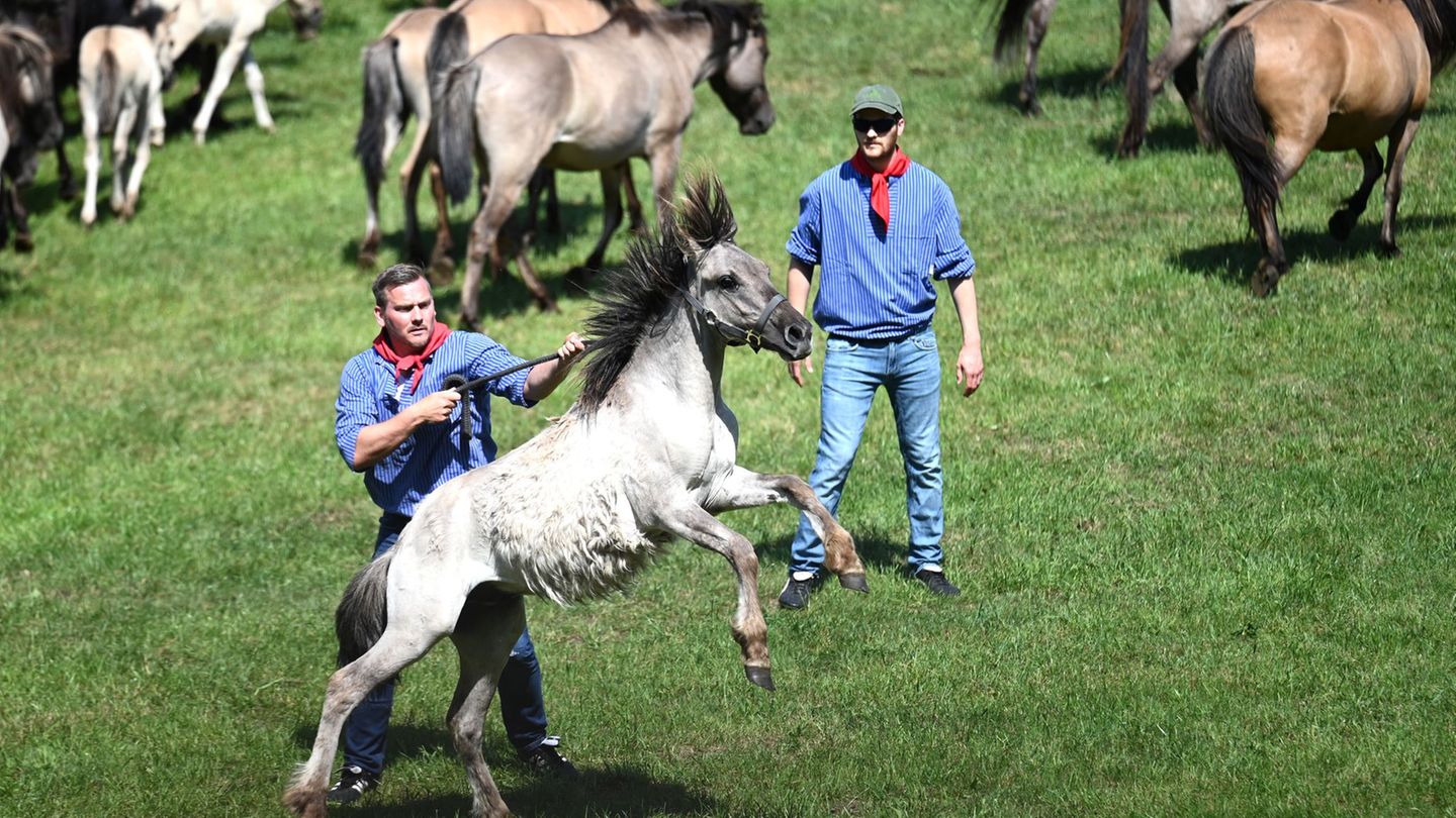 Tradition: Jubel und Hufschlag – 33 Wildpferd-Hengste gefangen