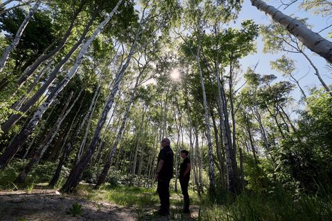 Auch die Rostocker Heide ist ein Exkursionsziel bei der Forstvereinstagung. Foto: Bernd Wüstneck/dpa