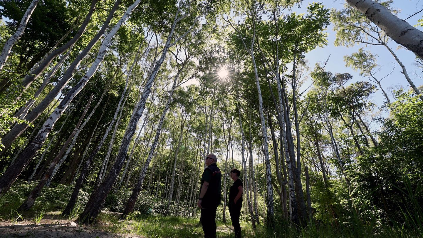 Auch die Rostocker Heide ist ein Exkursionsziel bei der Forstvereinstagung. Foto: Bernd Wüstneck/dpa