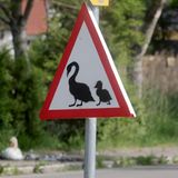 Riedlingen, Deutschland. Ein selbstgemaltes Verkehrsschild in Baden-Württemberg mahnt zur Vorsicht wegen einer Schwanenfamilie, die sich auf dem Gehweg daneben niedergelassen hat.