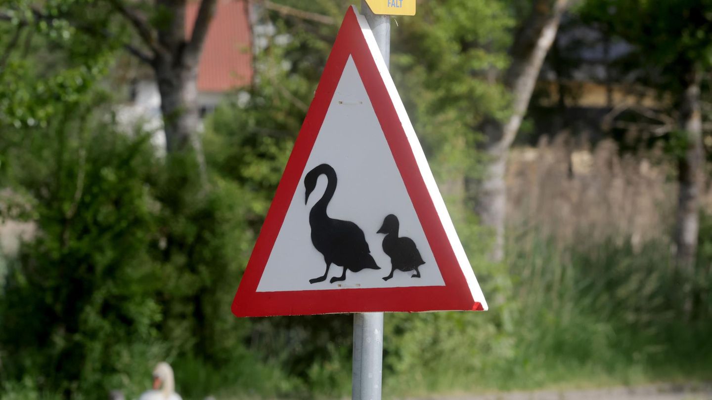 Riedlingen, Deutschland. Ein selbstgemaltes Verkehrsschild in Baden-Württemberg mahnt zur Vorsicht wegen einer Schwanenfamilie, die sich auf dem Gehweg daneben niedergelassen hat.