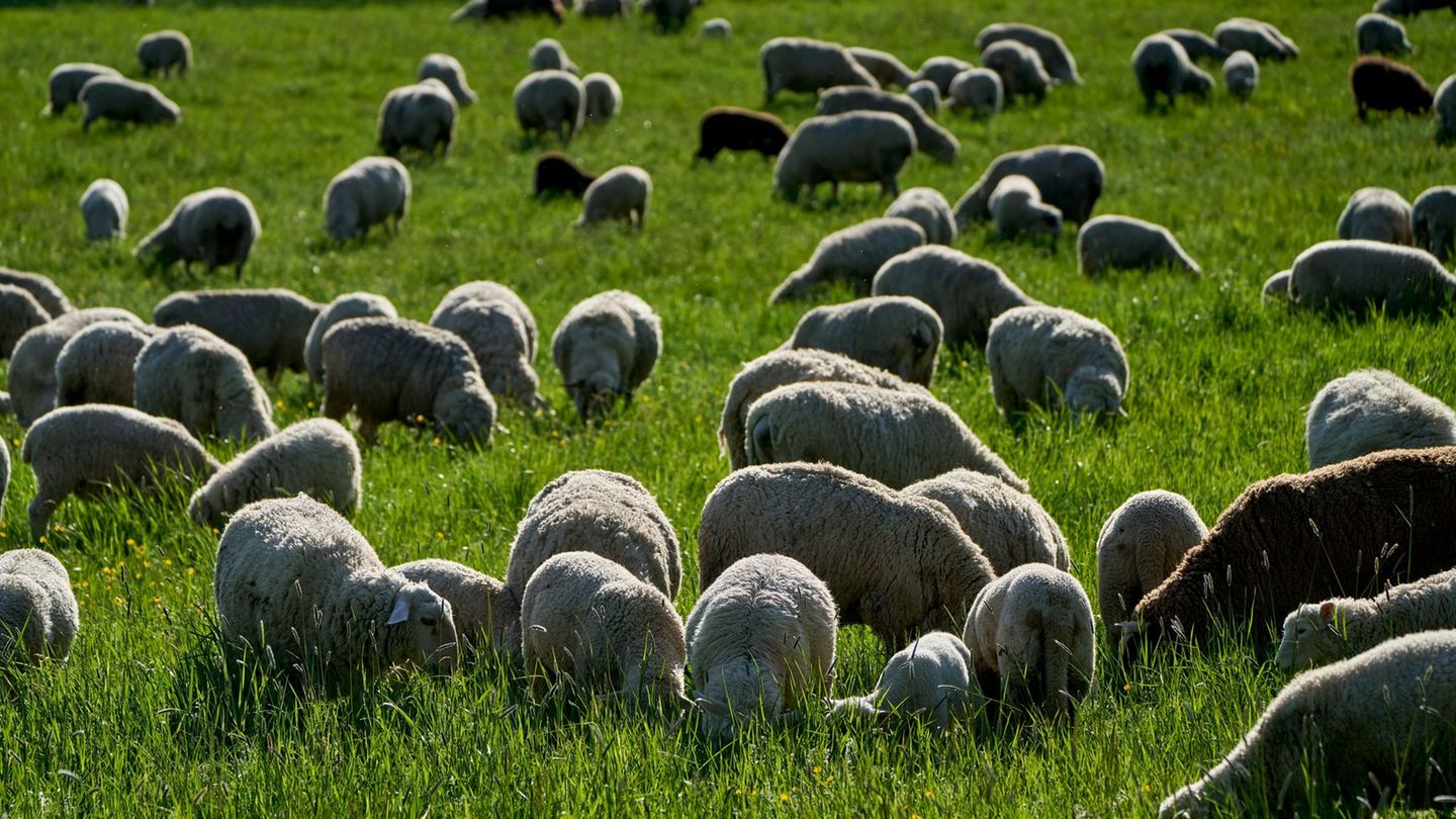 Am Montag werden Temperaturen zwischen 21 und 26 Grad erwartet. (Archivbild) Foto: Sascha Ditscher/dpa