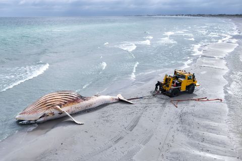 Der tote Wal wird an Land der dänischen Insel Anholt gezogen. Foto: Marcus Golejewski/dpa
