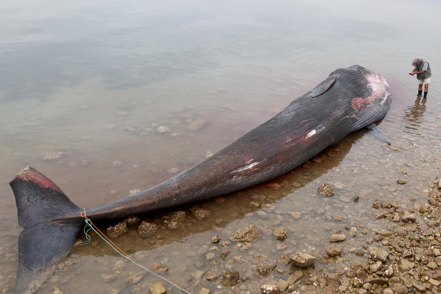 Der tote Wal liegt im seichten Wasser. Ein Mann macht ein Foto von dem Wal.