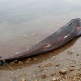 Der tote Wal liegt im seichten Wasser. Ein Mann macht ein Foto von dem Wal.