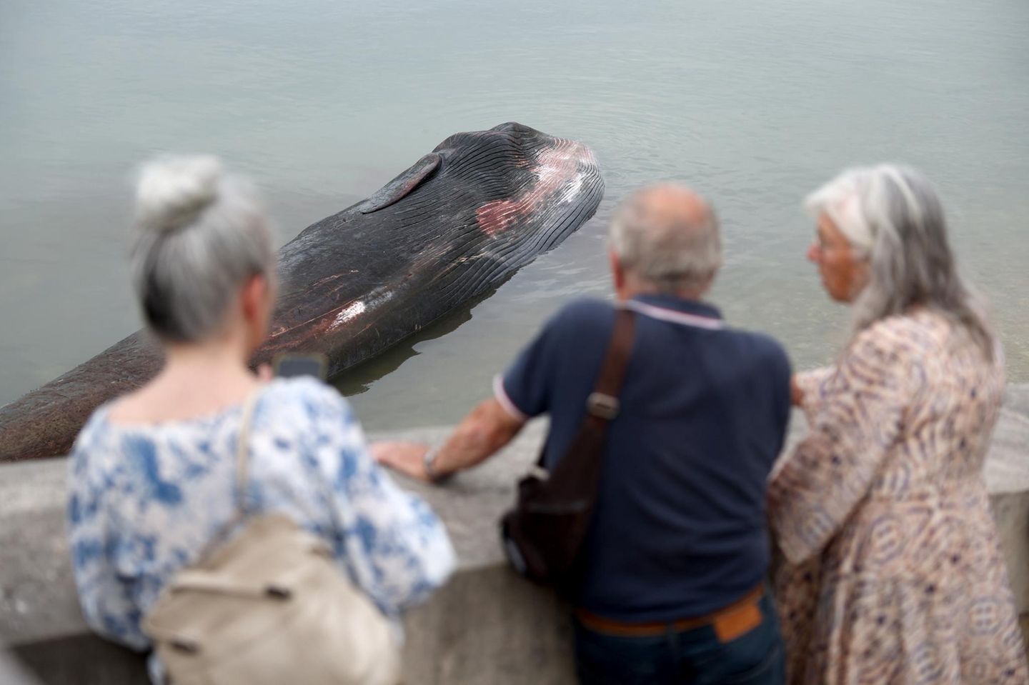 Der tote Wal liegt im seichten Wasser. Schaulustige stehen in der Nähe und beobachten das Geschehen
