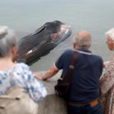 Der tote Wal liegt im seichten Wasser. Schaulustige stehen in der Nähe und beobachten das Geschehen