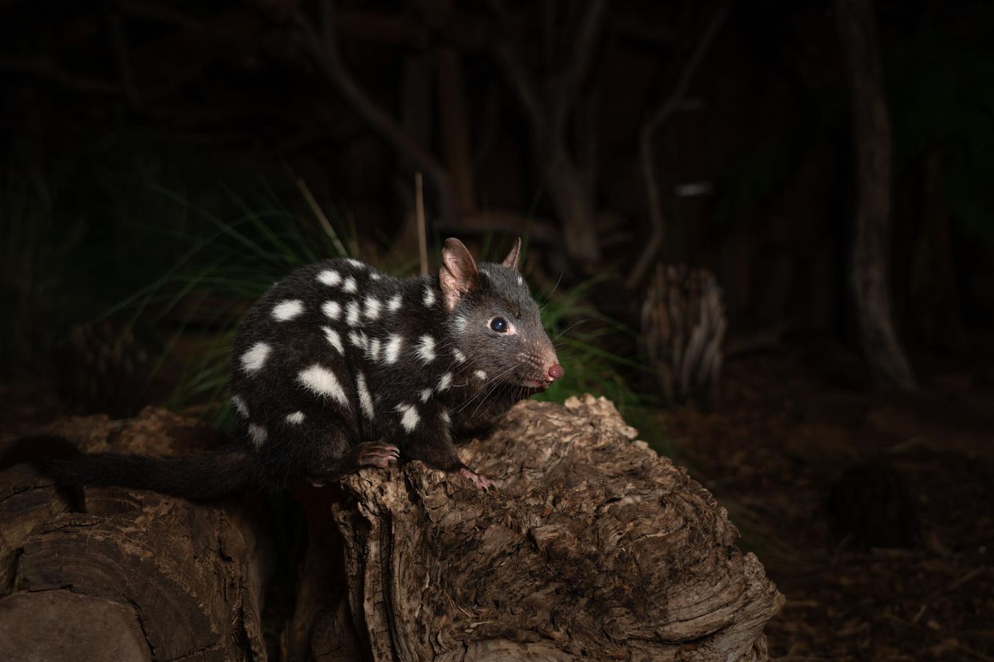 Quoll