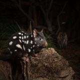 Quoll