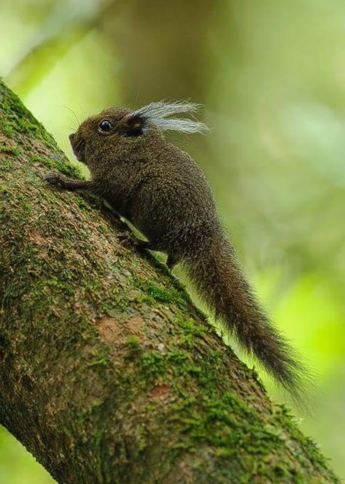 Quasten-Zwerghörnchen