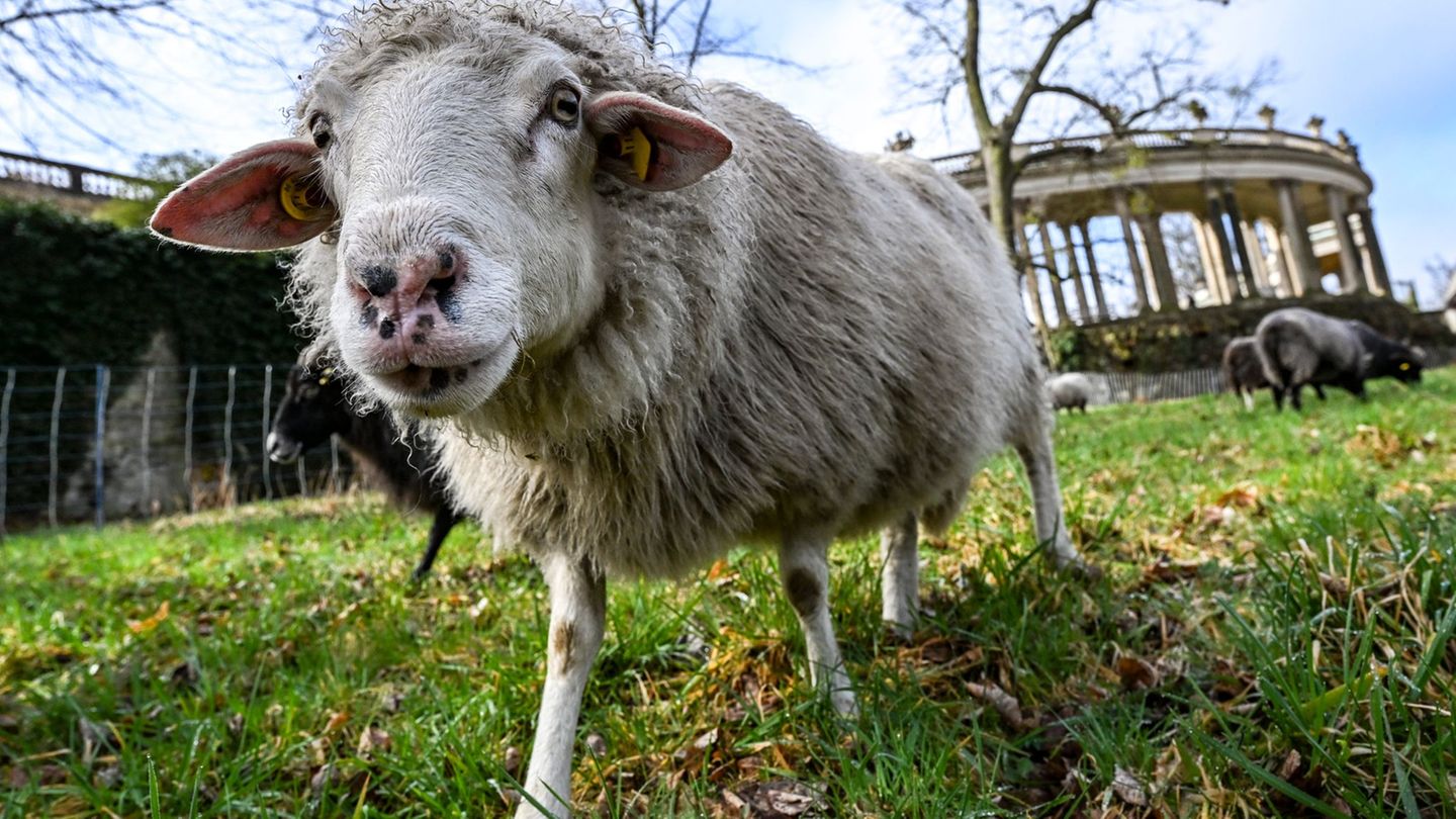 Schafe tragen auch zum Erhalt historischer Parks bei. Foto: Jens Kalaene/dpa