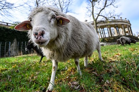 Schafe tragen auch zum Erhalt historischer Parks bei. Foto: Jens Kalaene/dpa