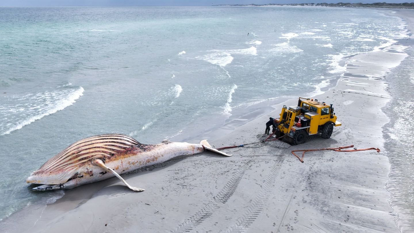 Der tote Wal wird an Land der dänischen Insel Anholt gezogen. Foto: Marcus Golejewski/dpa