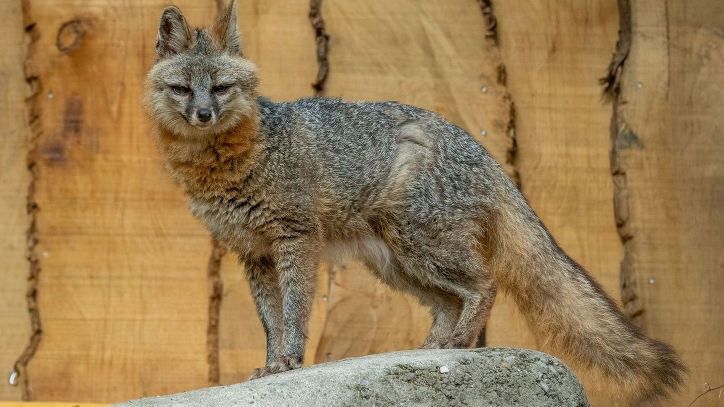Nur ein weiterer Tierpark hat laut Zoo Neunkirchen diese Tierart im Bestand. Foto: Heribert Brende/Zoo Neunkirchen/dpa