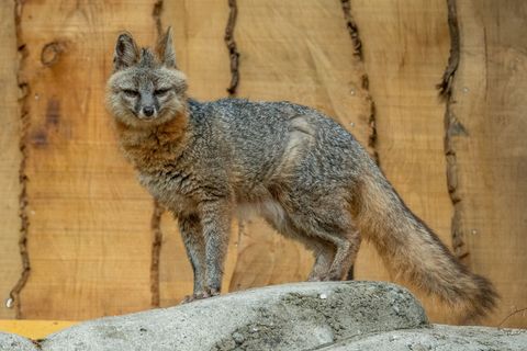 Nur ein weiterer Tierpark hat laut Zoo Neunkirchen diese Tierart im Bestand. Foto: Heribert Brende/Zoo Neunkirchen/dpa