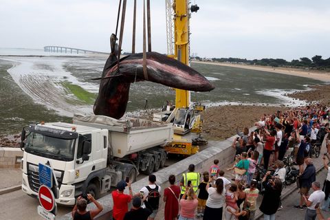 Der tote Wal wurde mit einem Kranwagen in einen Laster gehoben. (Archivbild) Foto: Romain Perrocheau/AFP/dpa