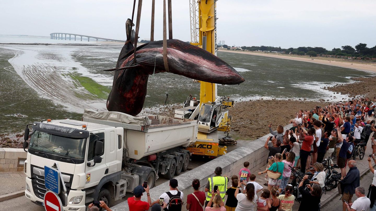 Der tote Wal wurde mit einem Kranwagen in einen Laster gehoben. (Archivbild) Foto: Romain Perrocheau/AFP/dpa