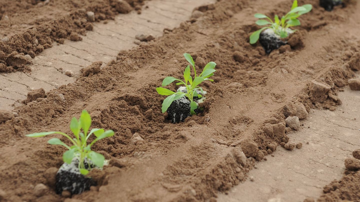 Wissensvermittlung: Technische Universität verschenkt Rucola- und Erbsenpflanzen