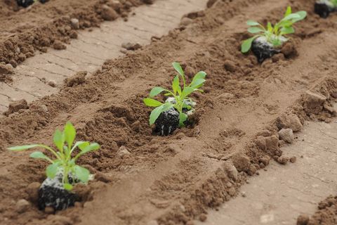 Rucola ist vor allem als Salat beliebt. (Archivbild) Foto: picture alliance / dpa