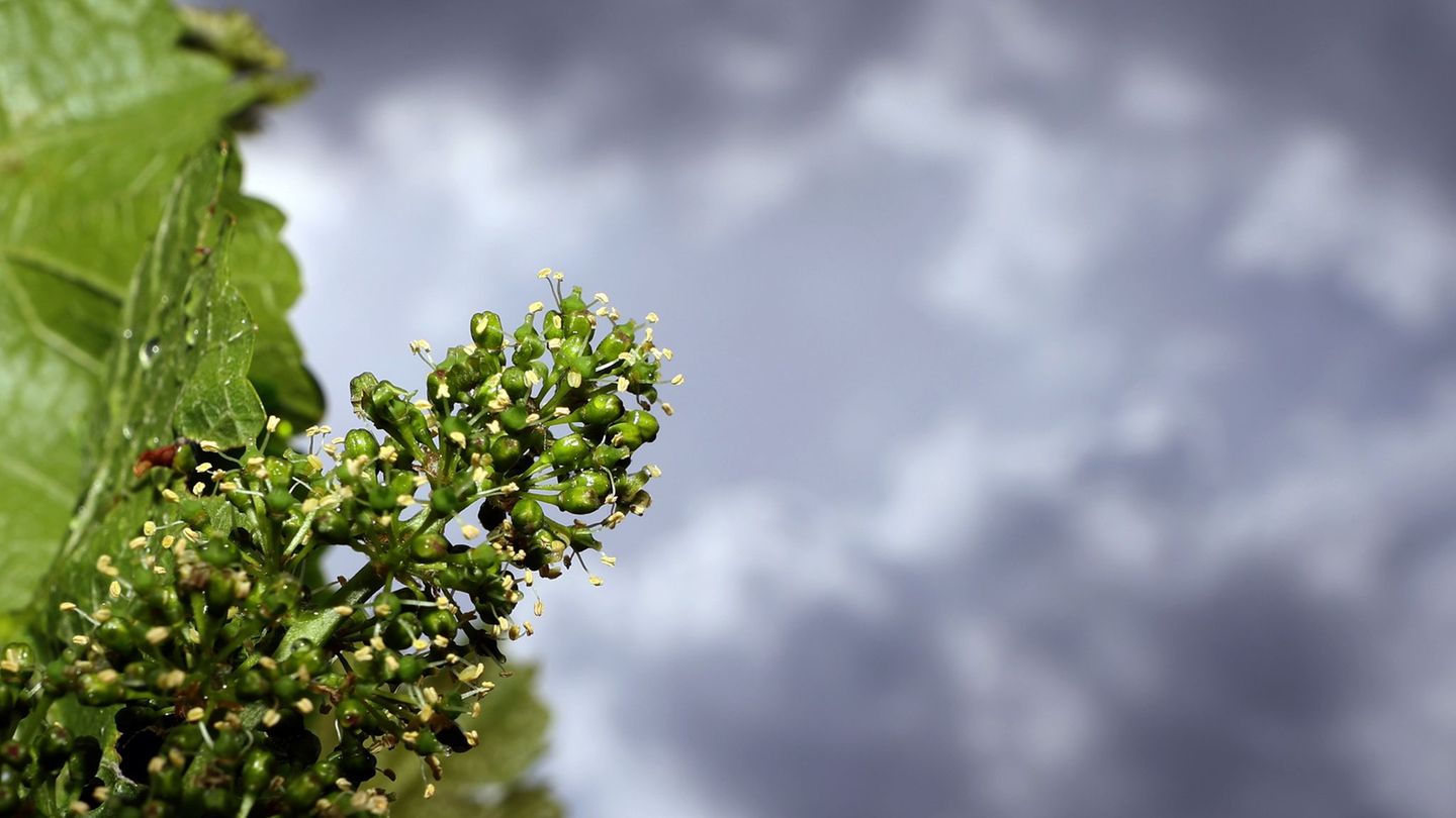 Strahlender Sonnenschein ist heute in Bayern nicht zu erwarten. (Symbolbild) Foto: Karl-Josef Hildenbrand/dpa
