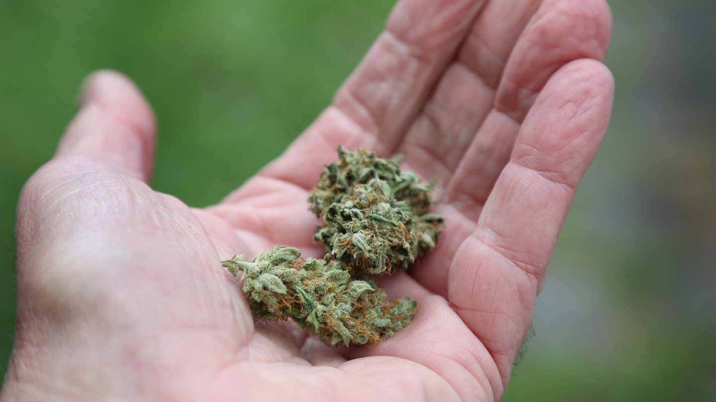 Versuchter Drogenschmuggel: 31 Kilo Marihuana? Zoll stoppt Verdächtigen bei Einreise