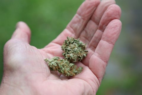 31 Kilogramm mutmaßliches Marihuana soll ein Mann aus der Schweiz nach Deutschland habe bringen wollen. (Symbolbild) Foto: Karl-