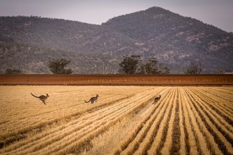 Getreidefeld in Australien