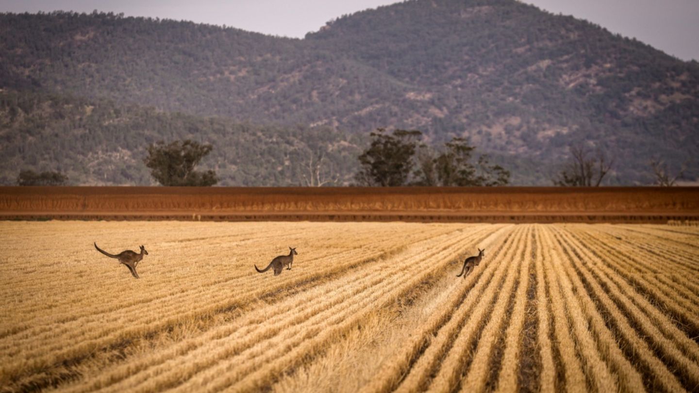 Getreidefeld in Australien