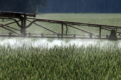Ein Landwirt versprüht Pflanzenschutzmittel über ein Roggenfeld. Foto: Peter Förster/dpa