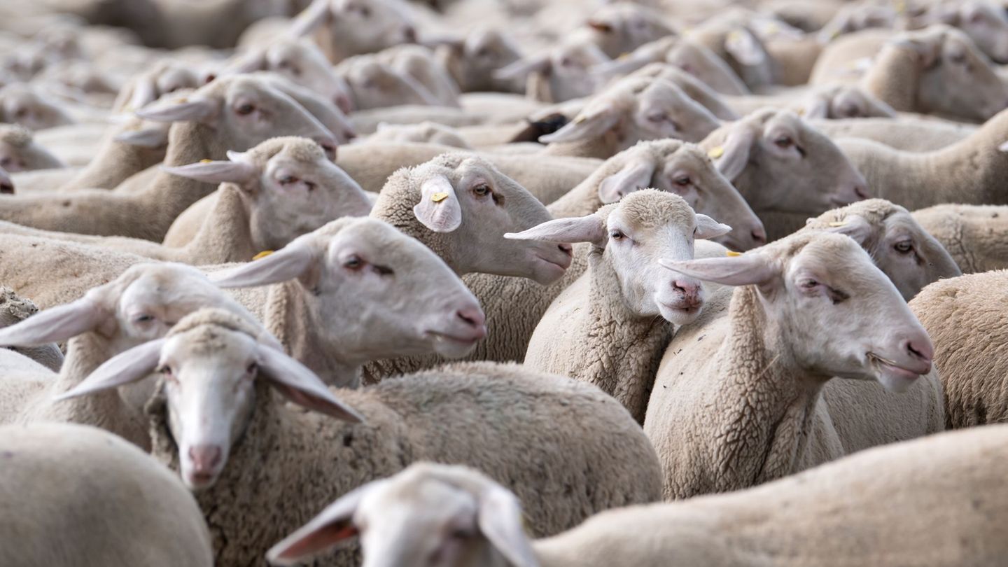 Die Schafe waren ersten Erkenntnissen zufolge ordnungsgemäß gesichert. (Symbolbild) Foto: Sven Hoppe/dpa