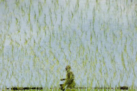 Srinagar, Indien. Der Bauer Ghulam Mohammad sieht sich im Wasser eines Reisfeldes am Stadtrand von Srinagar im indischen Kaschmir wider, während er Dünger ausbringt.
