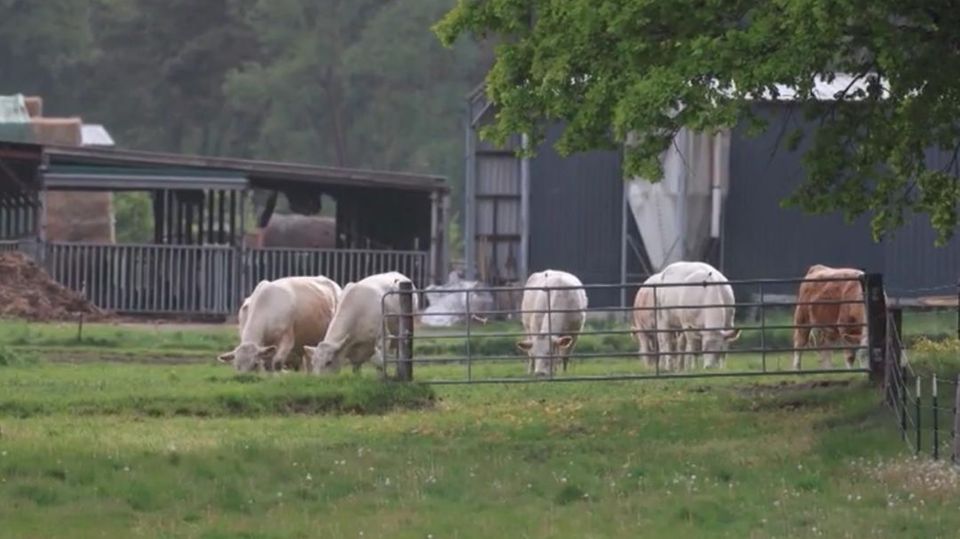 Polizei jagt Rinderdiebe mit Nacht-Kontrollen auf der A15