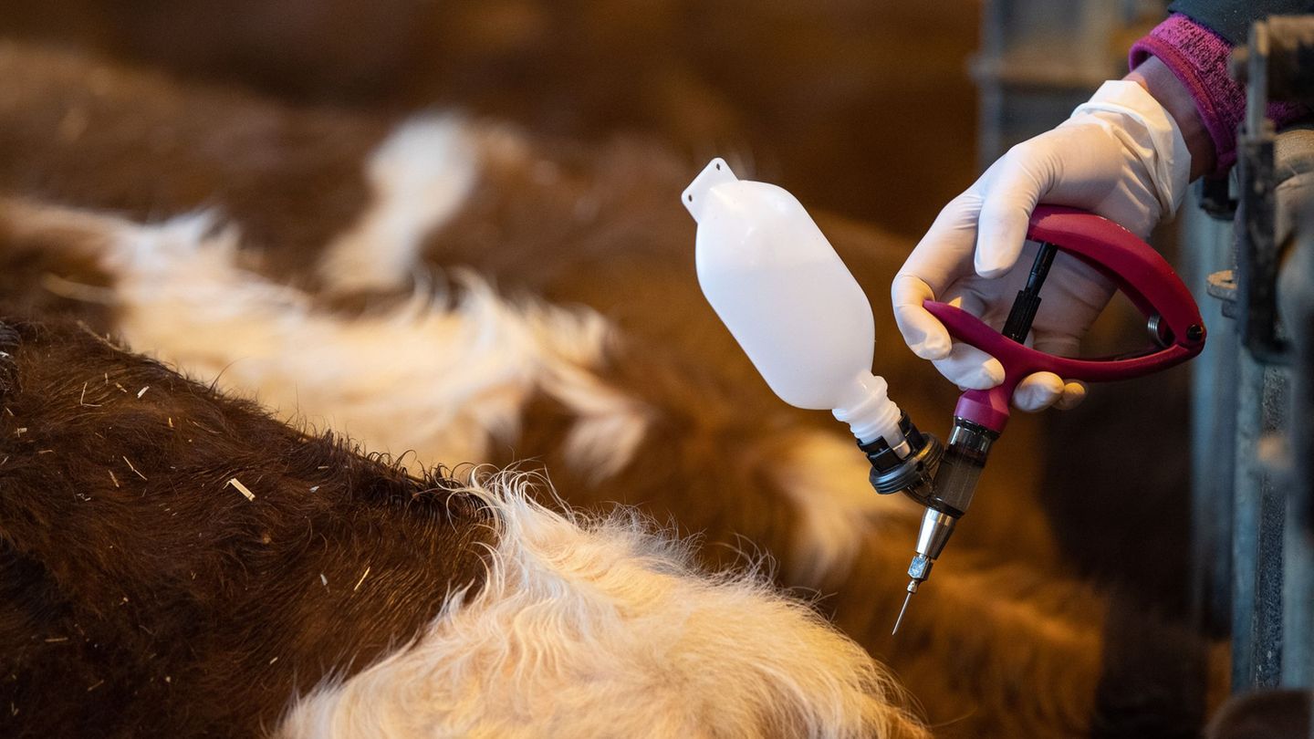 Tiere: Blauzungenkrankheit: Ganz Hessen jetzt Sperrzone