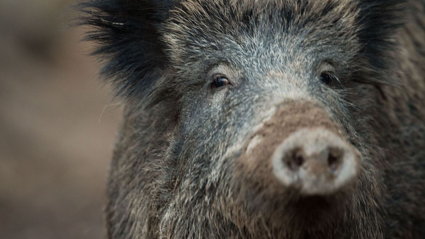 Ein Wildschwein hat in Nürnberg einen Polizeieinsatz ausgelöst. (Symbolbild) Foto: Lino Mirgeler/dpa